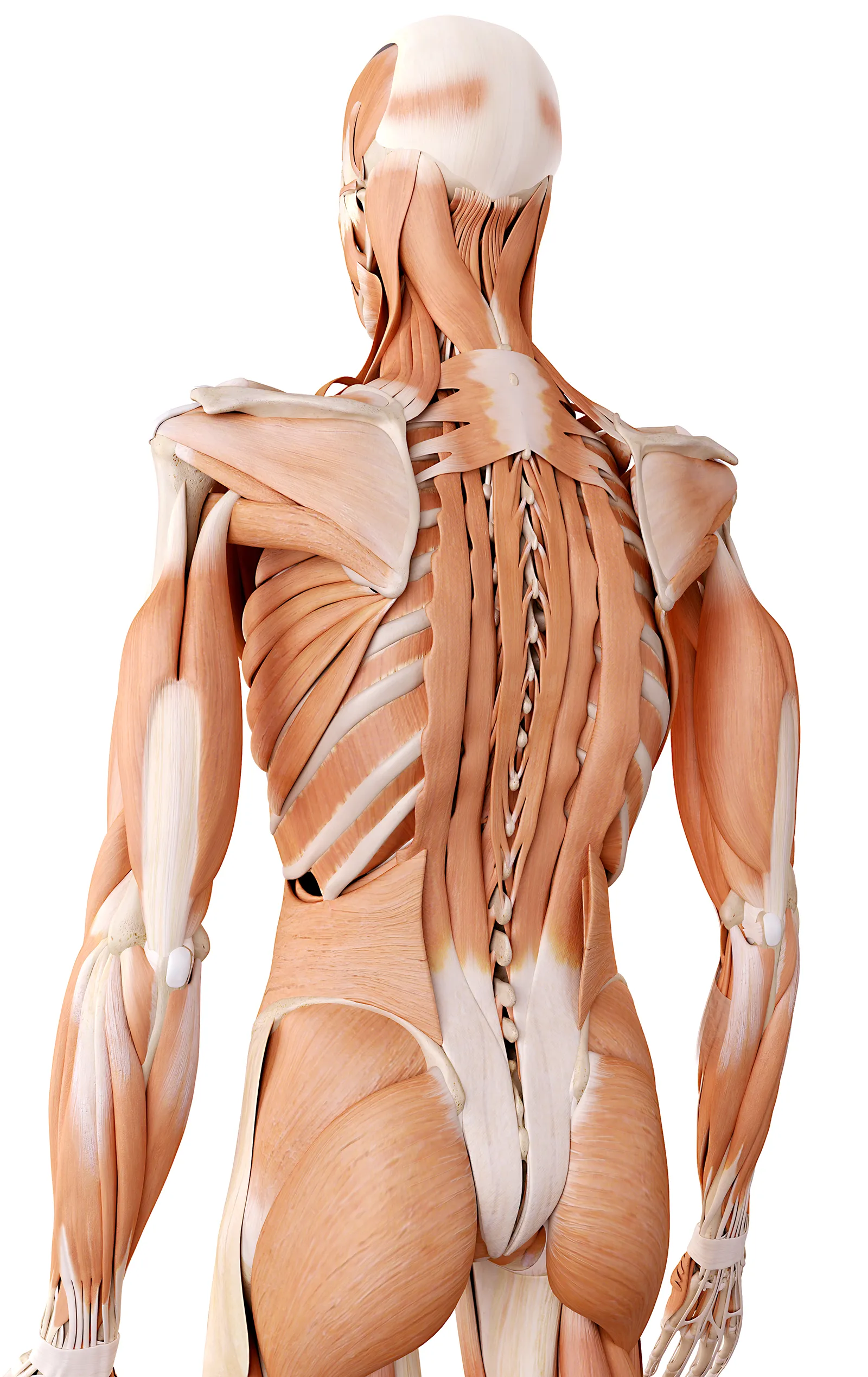 MA_16_FunctionalAnatomy_Main_shutterstock_1600
