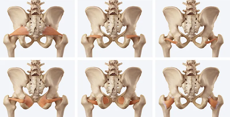 WIN_25_MyoskeletalAlignment2__LateralRotators A display of the deep six lateral rotators.