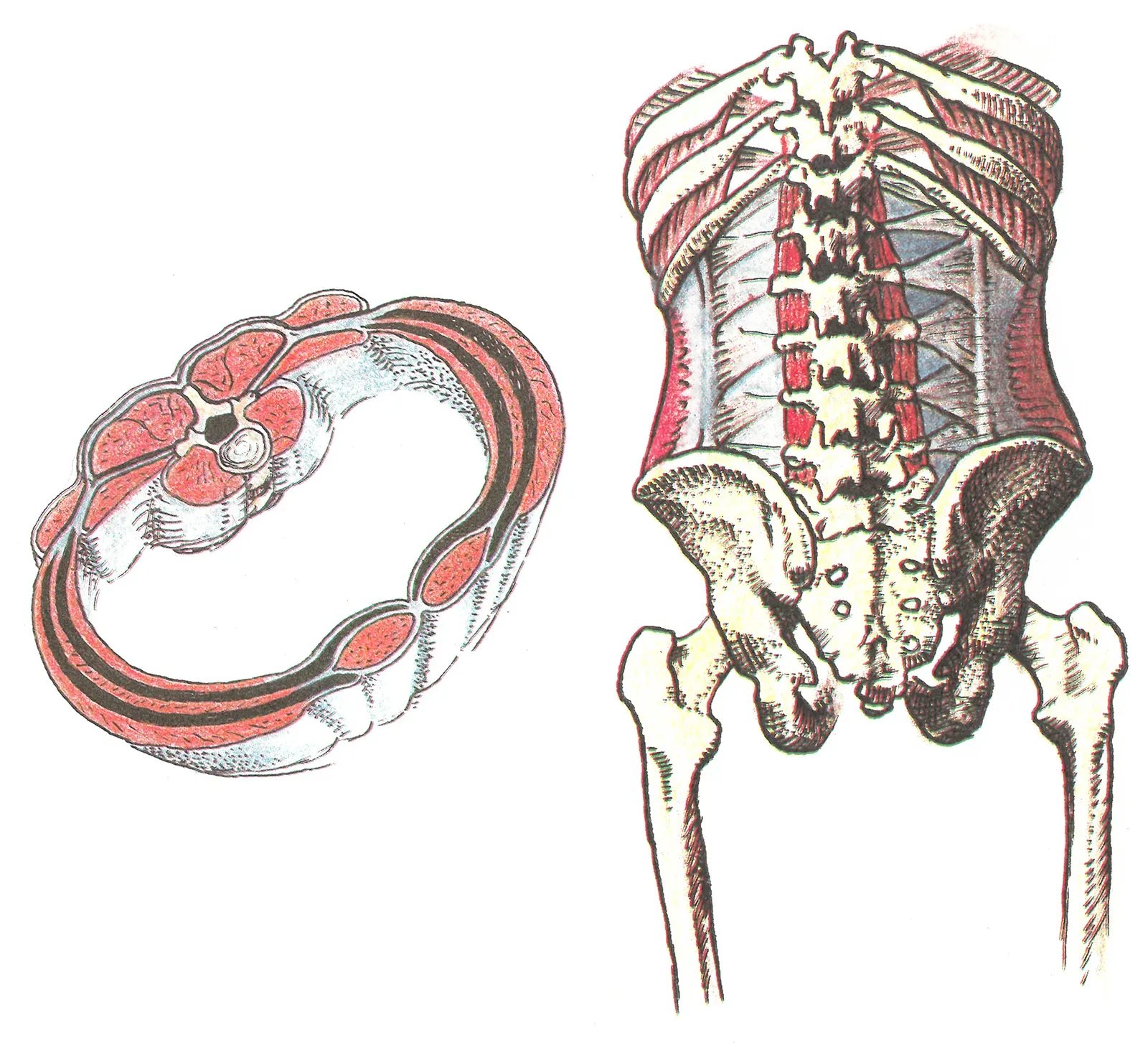CobraCore2