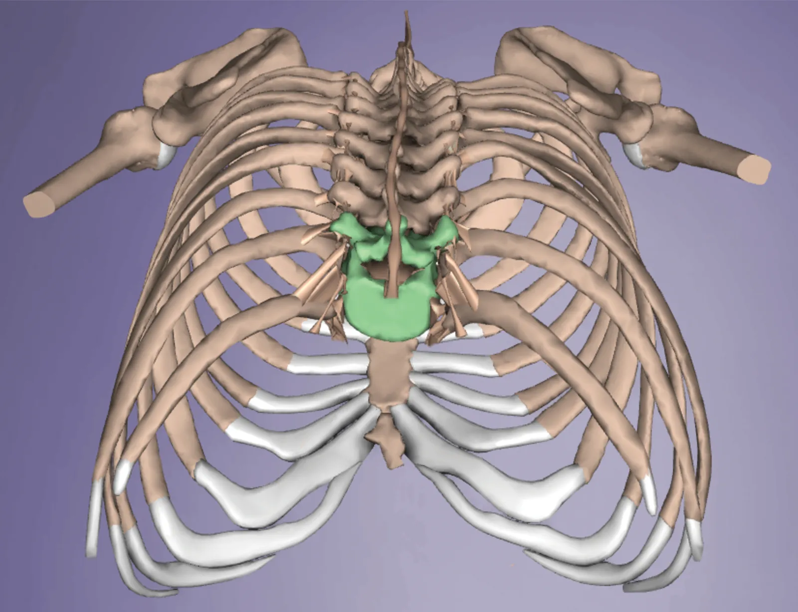 SO_15_Myofascial3_1600