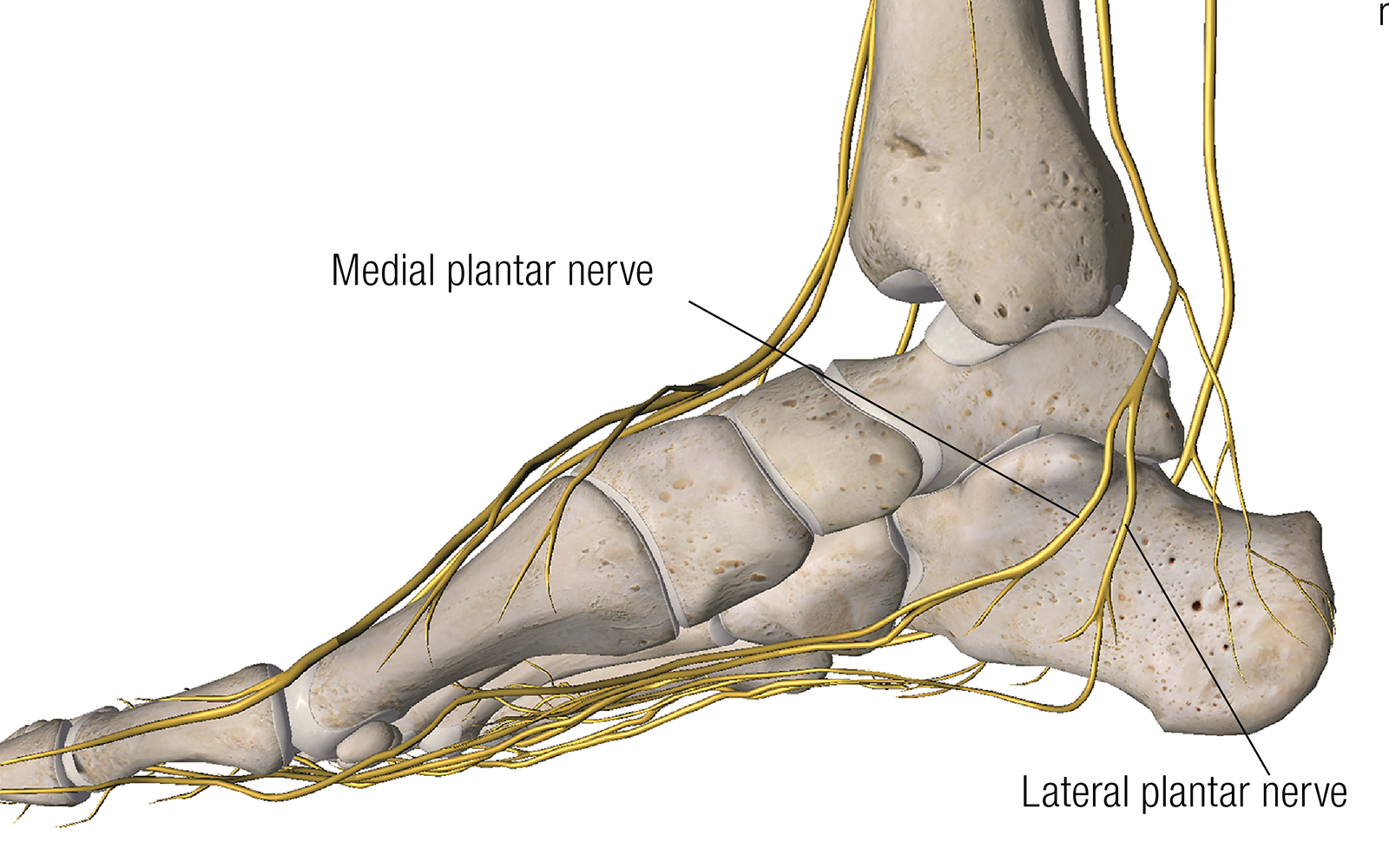 MA_16_ScienceNerves1_1600