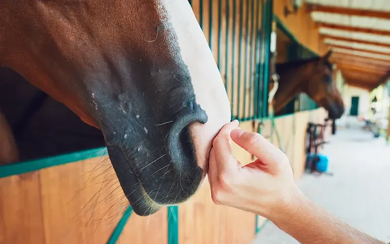 JF21_StandingGroundwithAnimals2 JF21_StandingGroundwithAnimals2