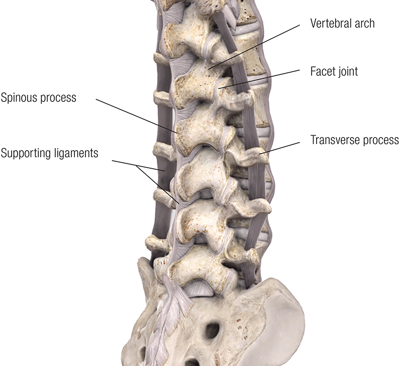 JF20_Lumbar Spine2