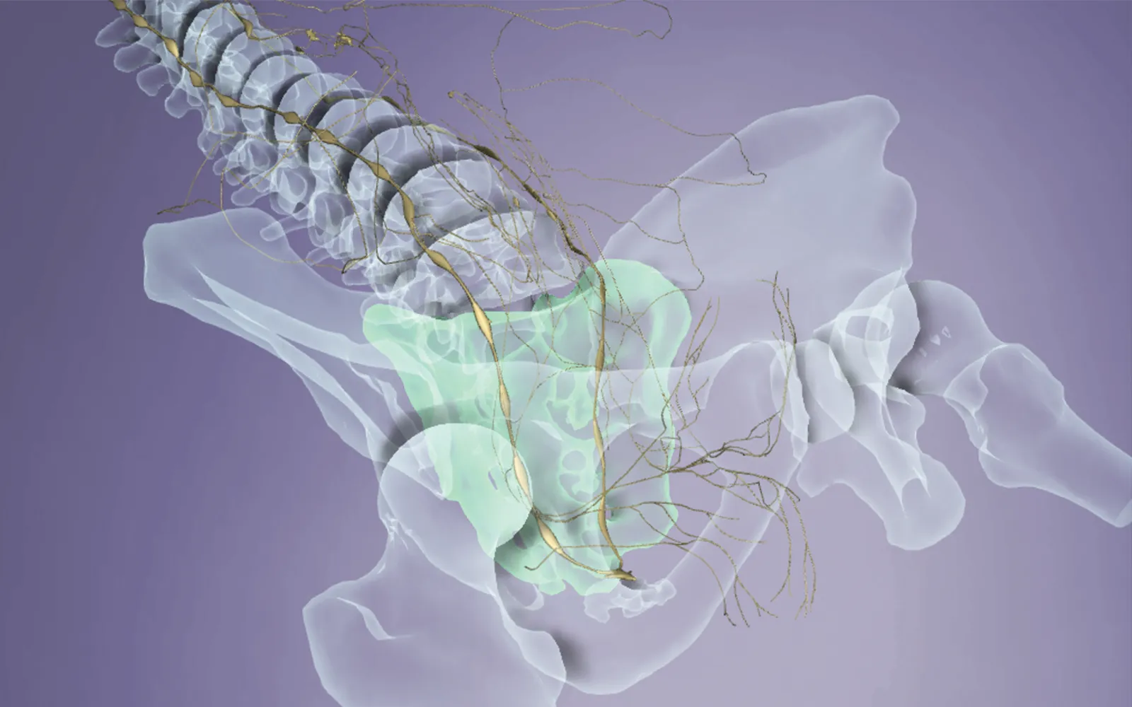 ND_15_Myofascial2_1600