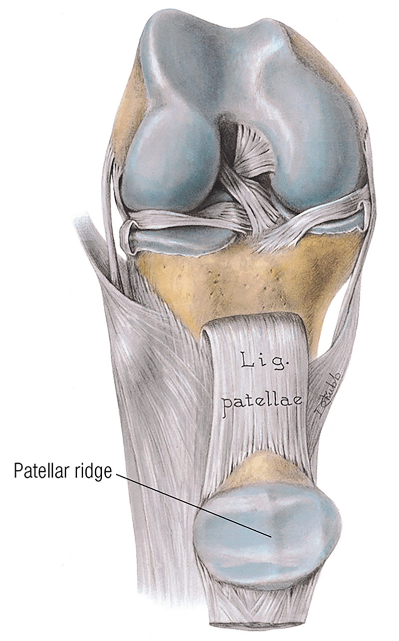 JA20_Grind Patellae2