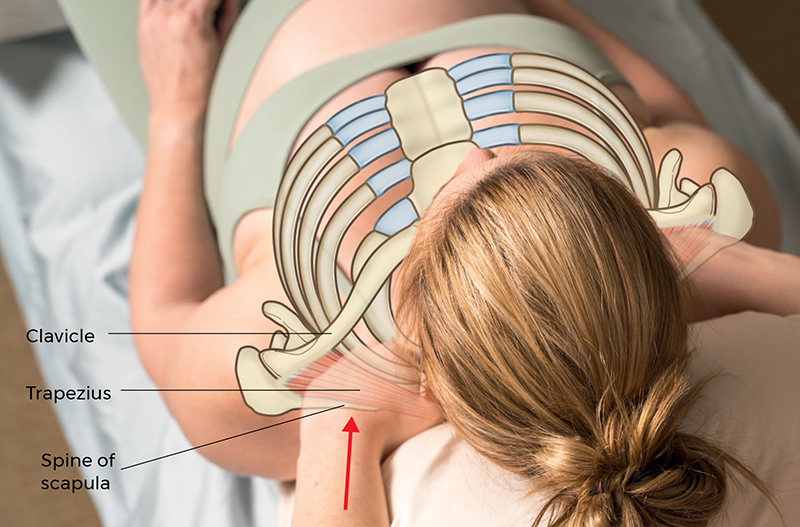 MJ21_EasingtheStressofPregnancy_Pectoralis MJ21_EasingtheStressofPregnancy_Pectoralis