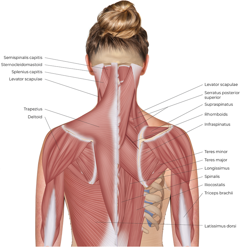 SP_26_StretchingNeck1_800