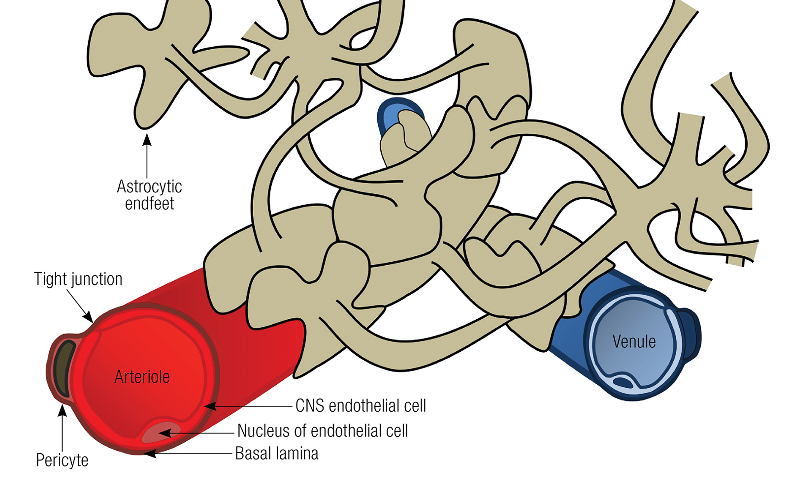JF_16_LymphBrain2_1600
