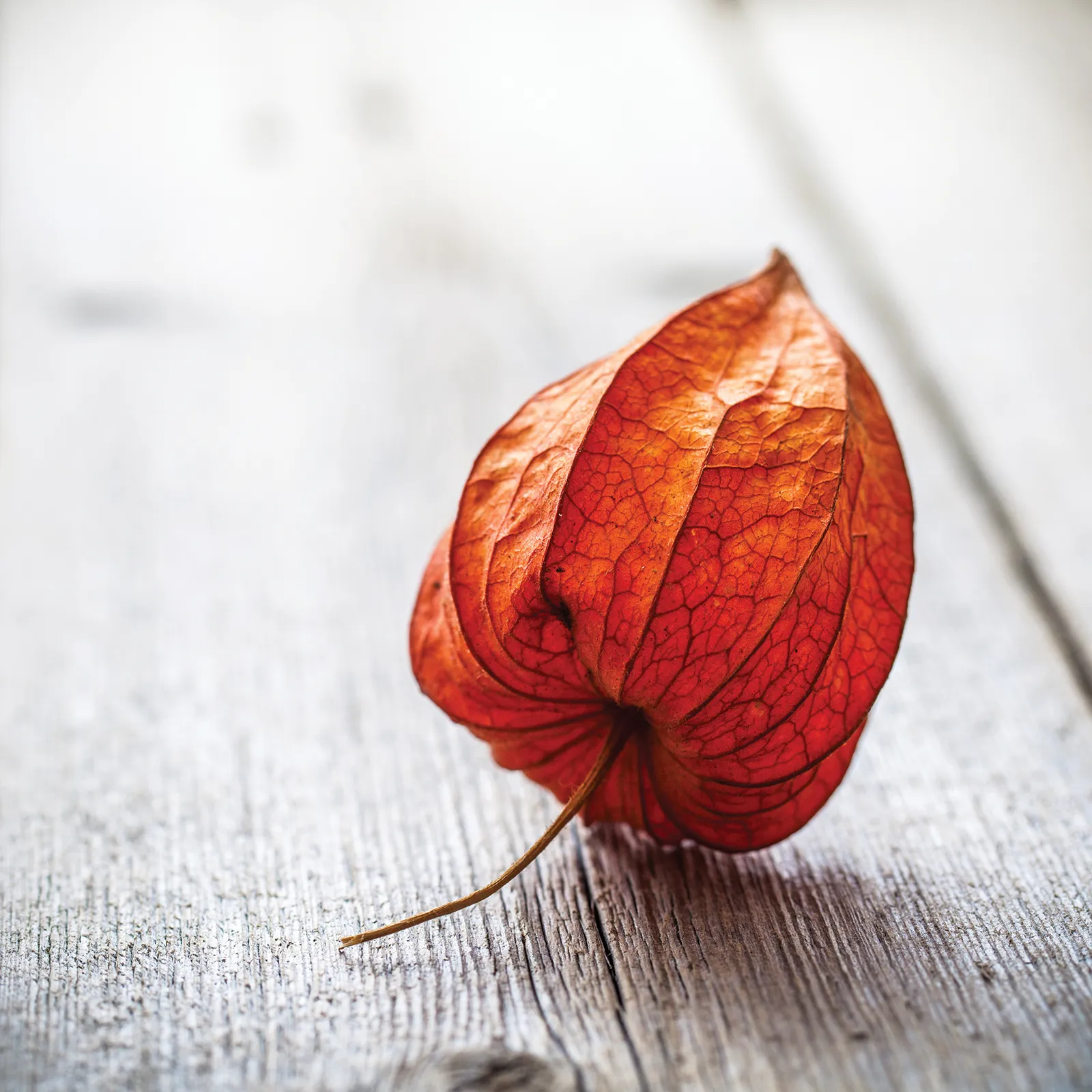 SO_15_BrokenTrust_Secondary1_shutterstock_1600 SO_15_BrokenTrust_Secondary1_shutterstock_1600