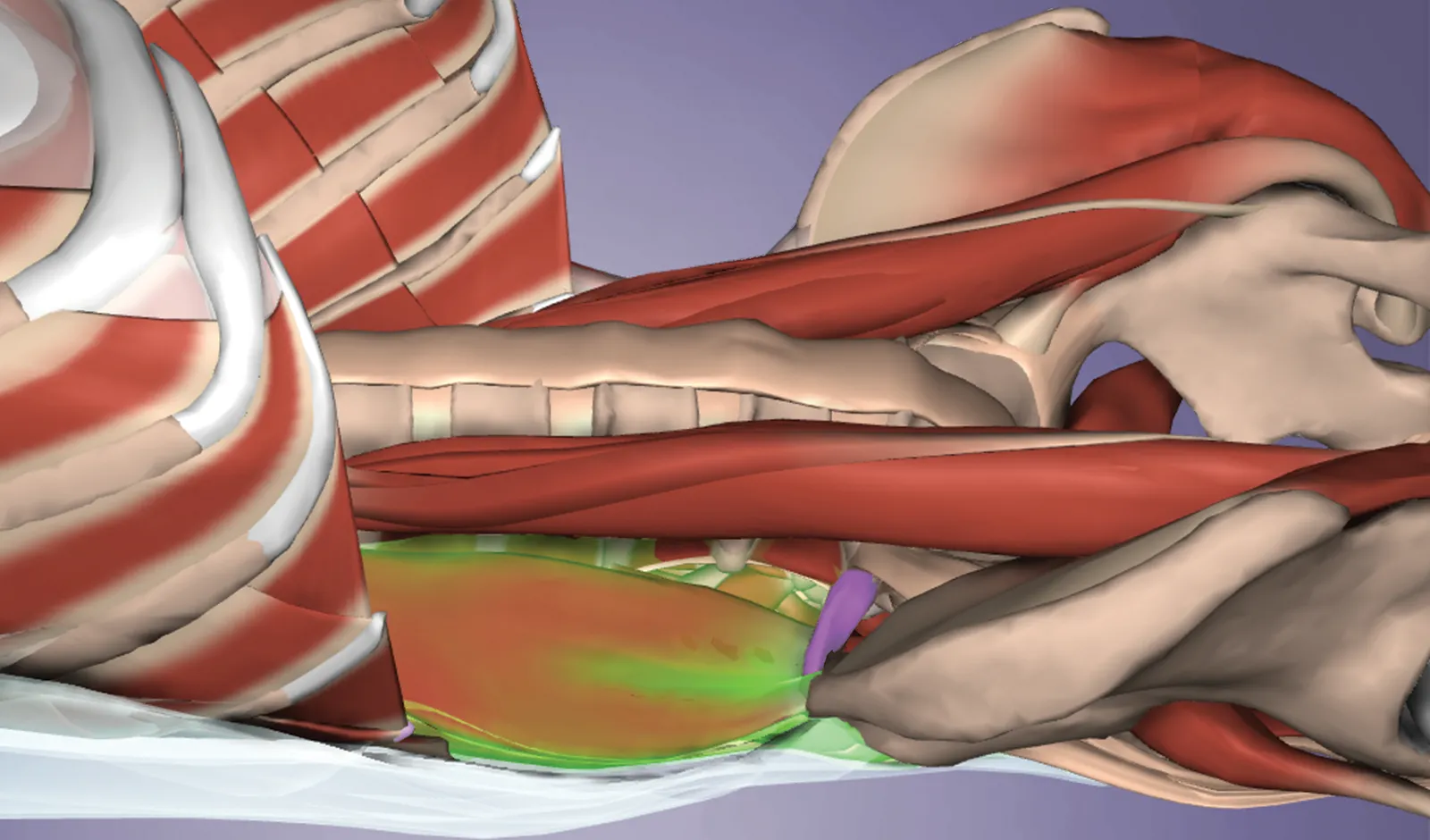 ND_14_Myofascial1_Main_1600 ND_14_Myofascial1_Main_1600