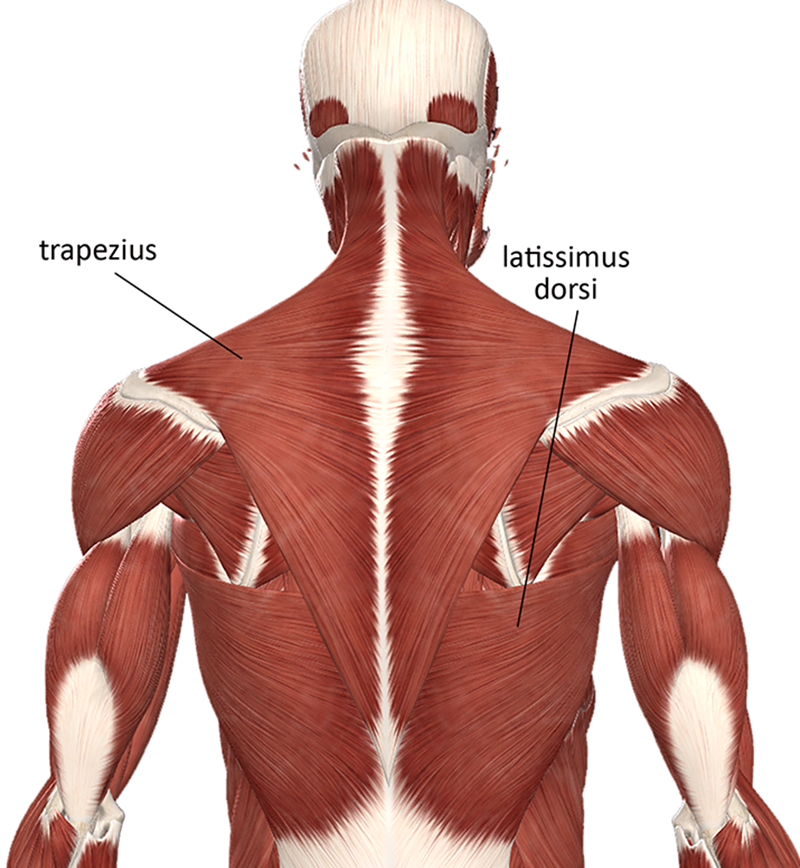 ND20_Managing Upper Back_Main
