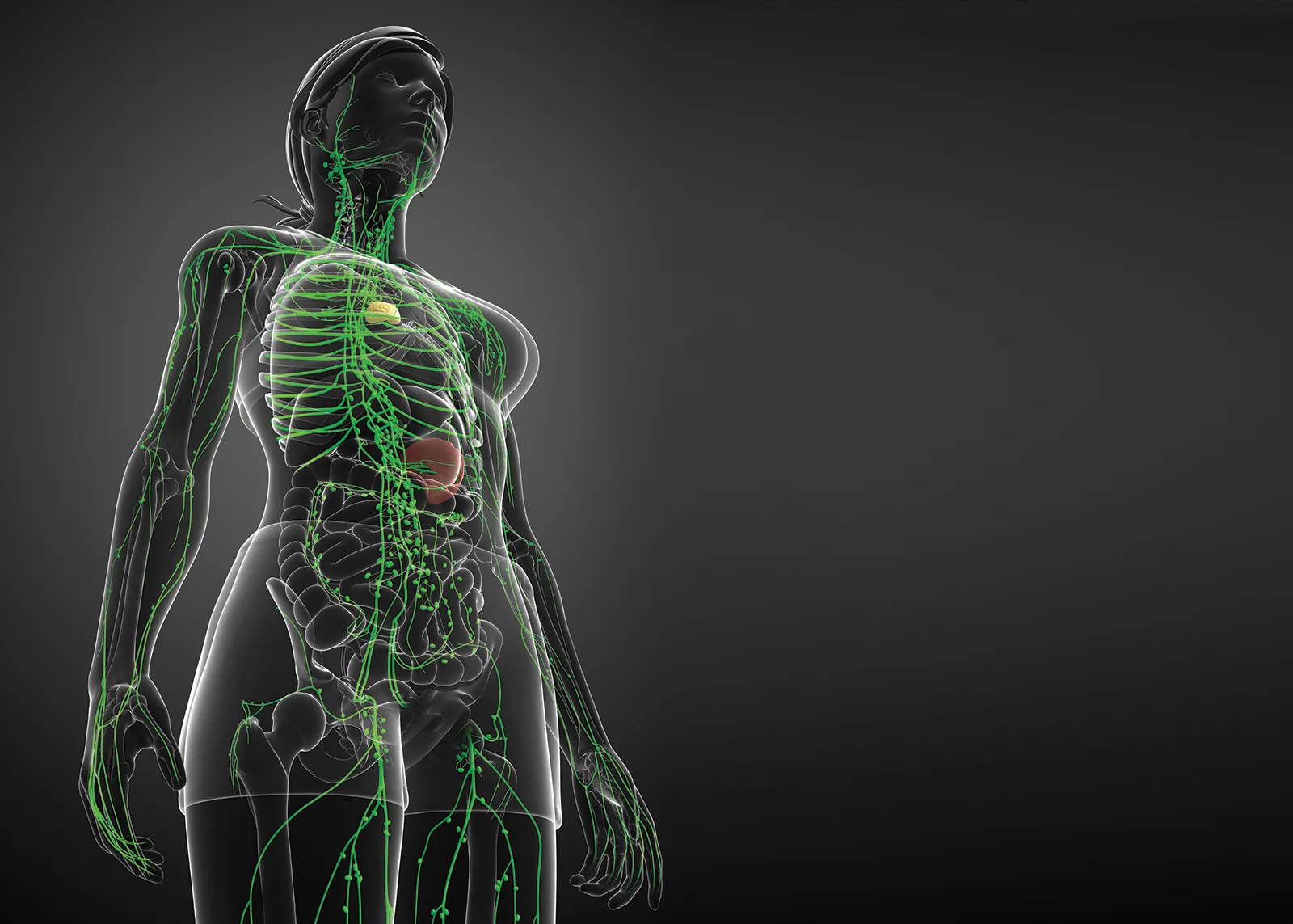 JF_16_LymphBrain_Main_shutterstock_1600