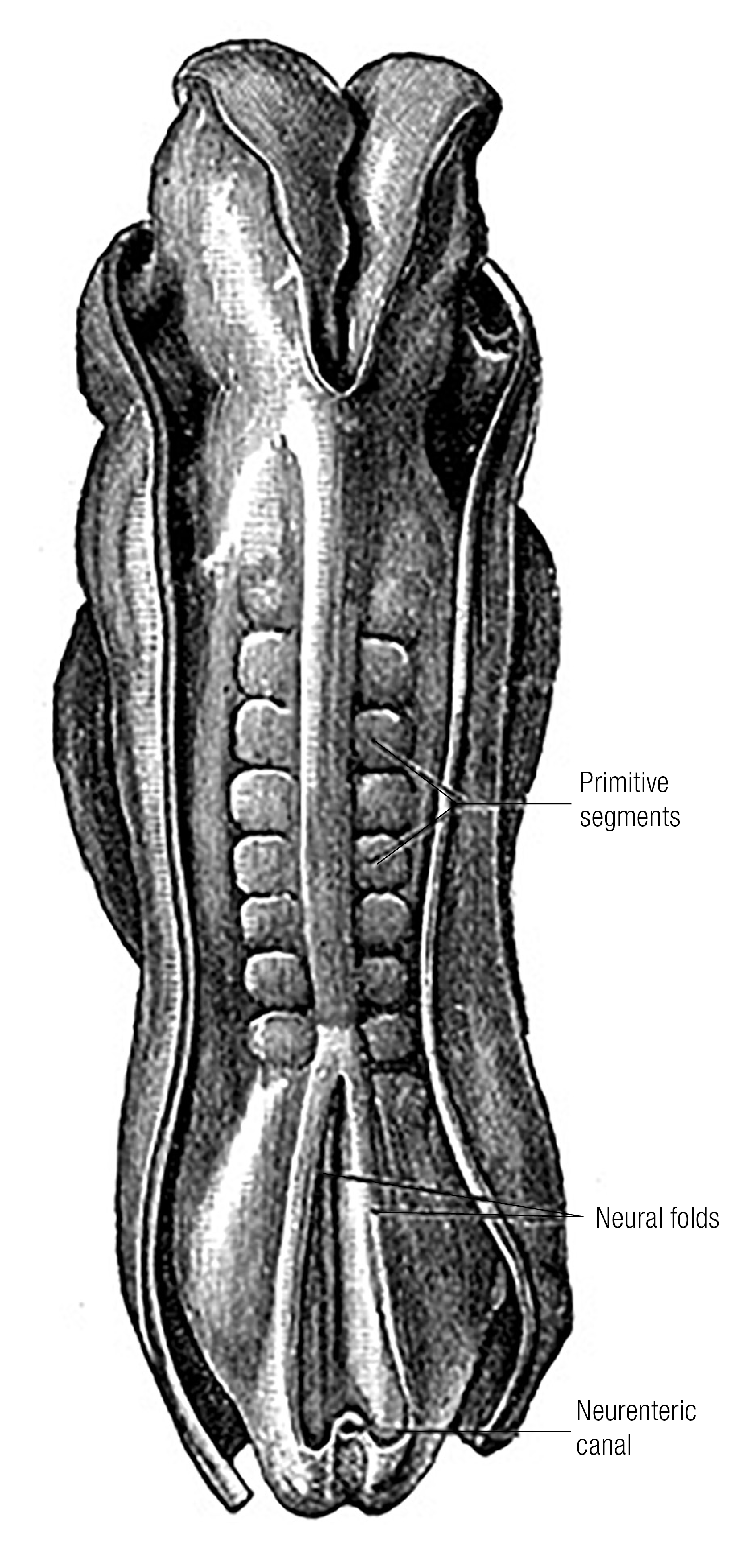 SO_15_Myofascia1l_1600