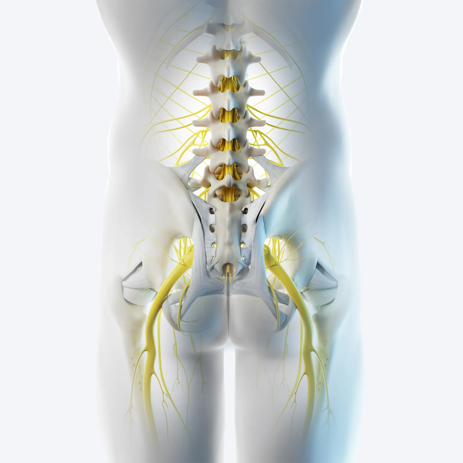 WIN_25_MyoskeletalAlignment1_Main A posterior illustration of the pelvis.