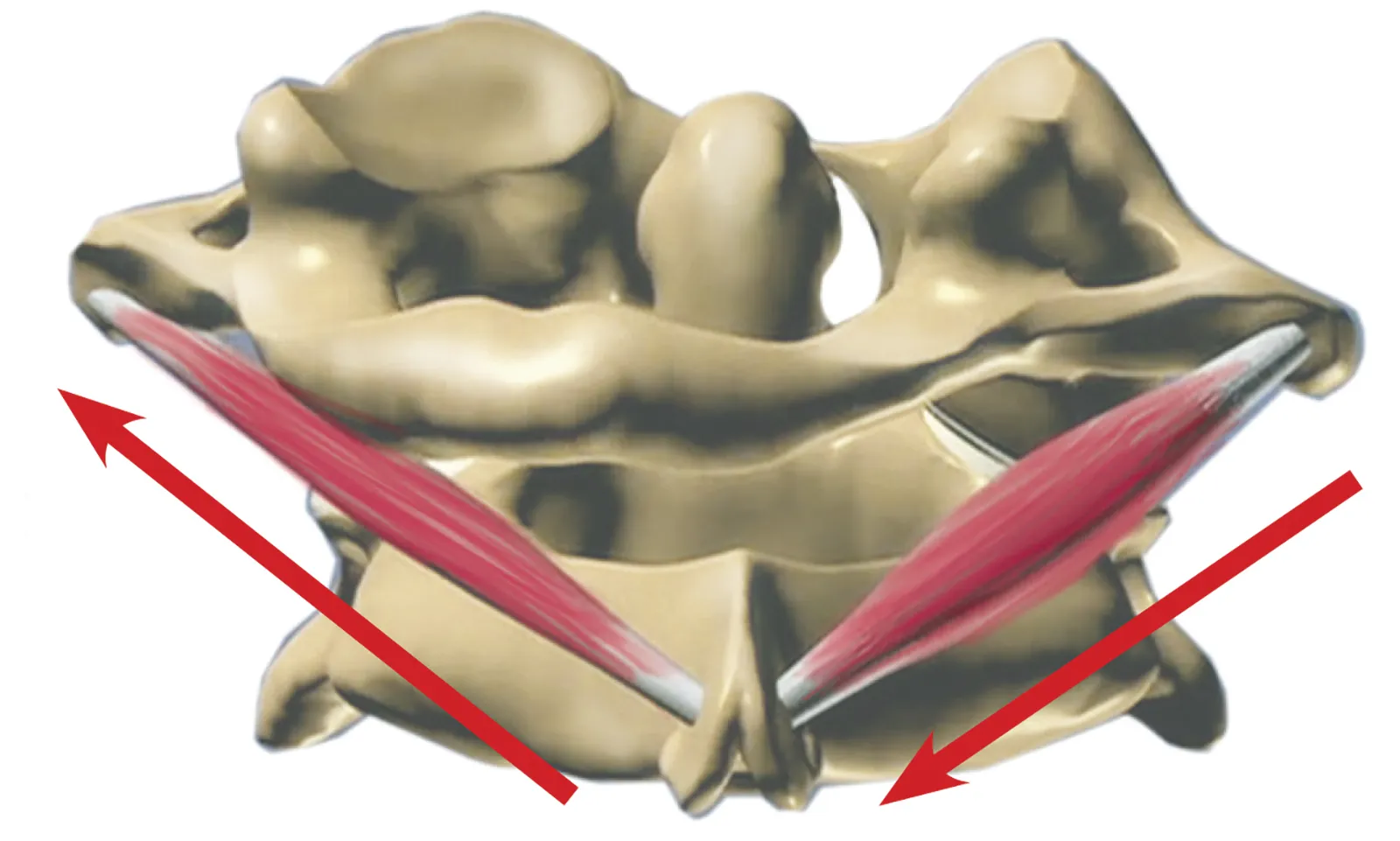 ND_15_Myoskeletal1_Main_1600