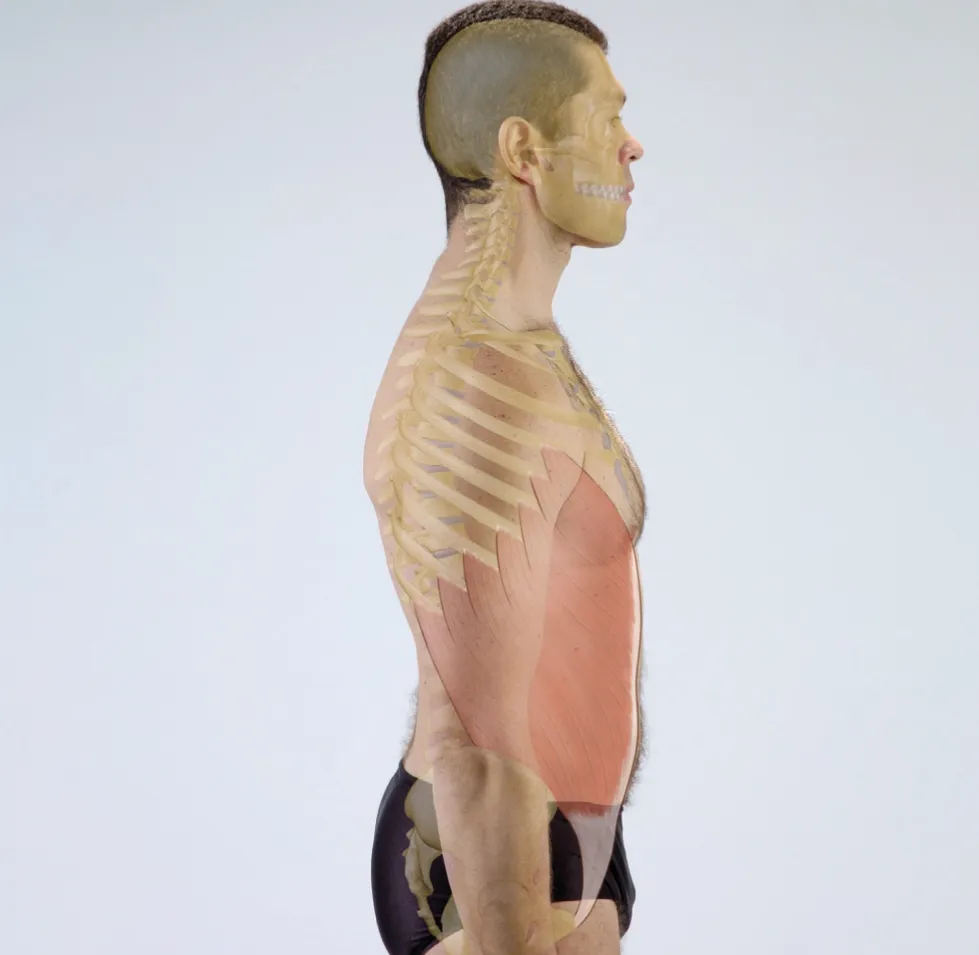 External Oblique Teaser Image