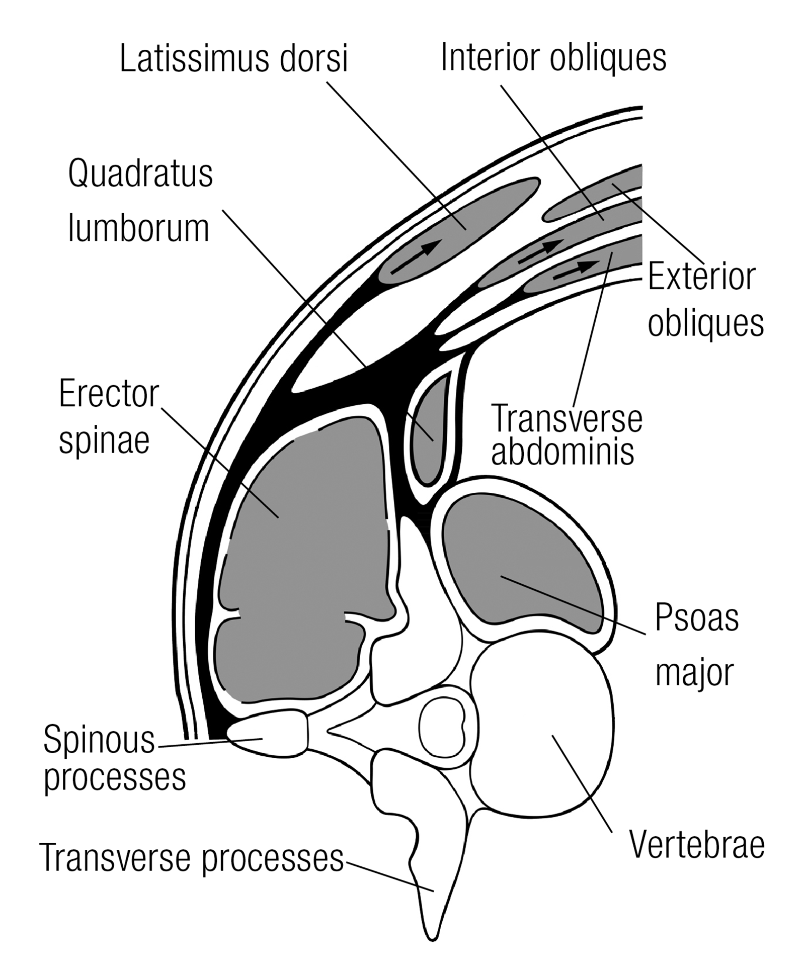 SO_14_Myofascial3_1600 SO_14_Myofascial3_1600