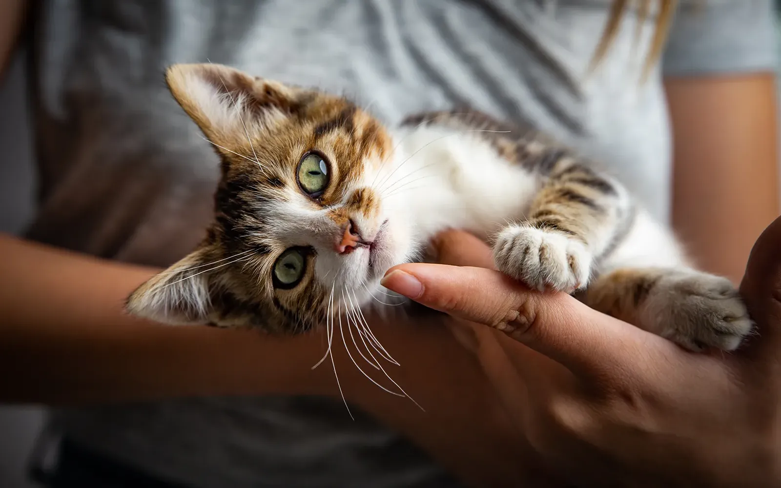 JF21_StandingGroundwithAnimals_Main JF21_StandingGroundwithAnimals_Main