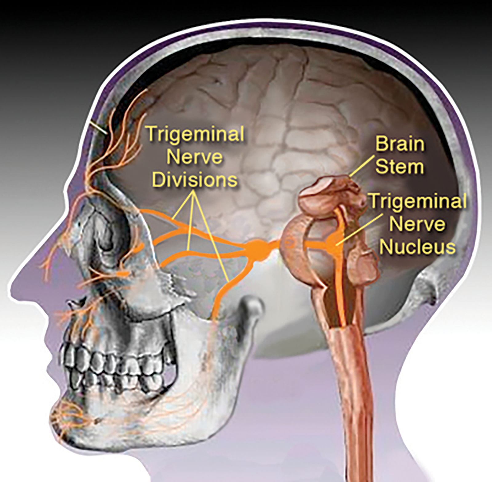 ND_15_Myoskeletal2_1600