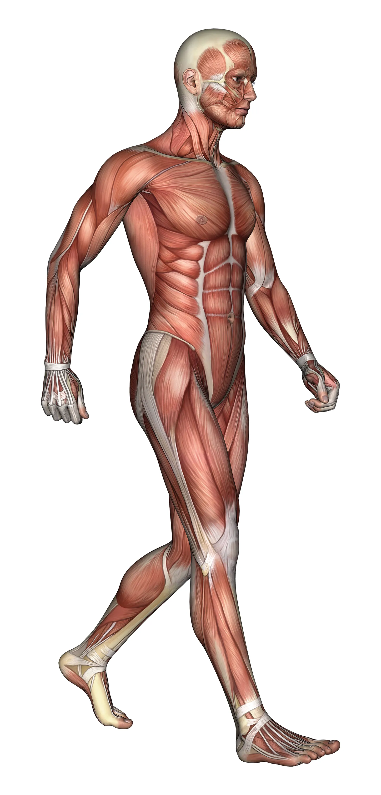 MJ_15_Fascia_Secondary2_shutterstock_1600 MJ_15_Fascia_Secondary2_shutterstock_1600
