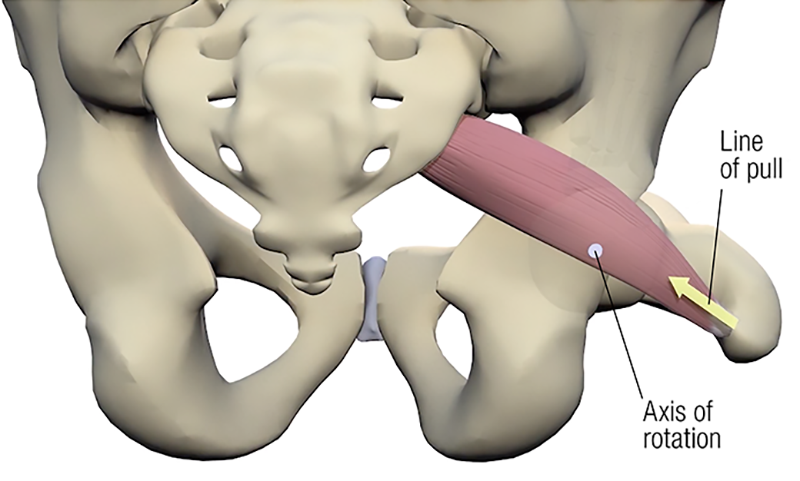 SO19_Stretching the Piriformis3B