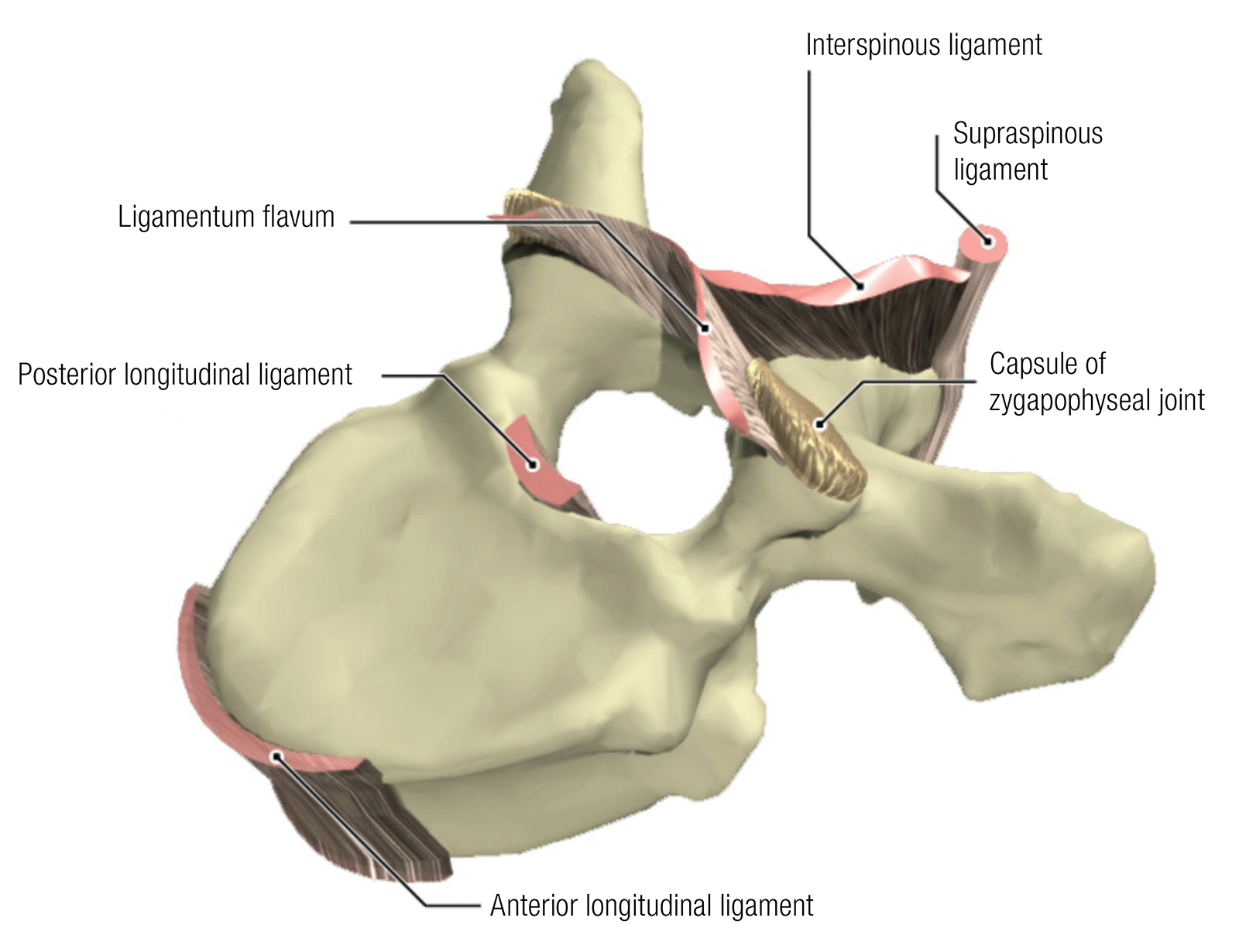 SO_15_Myofascial2_1600