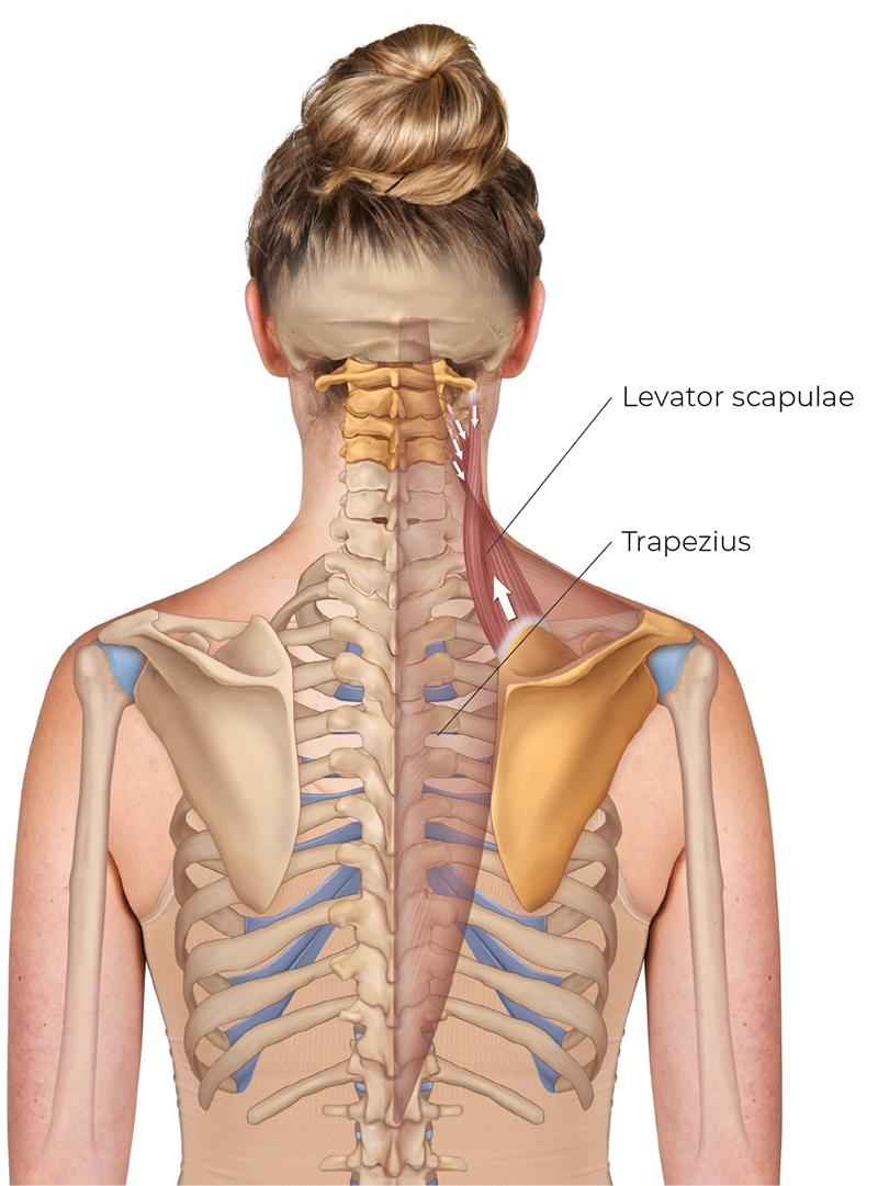 SP_26_StretchingNeck7_RightLevatorScapulae_800