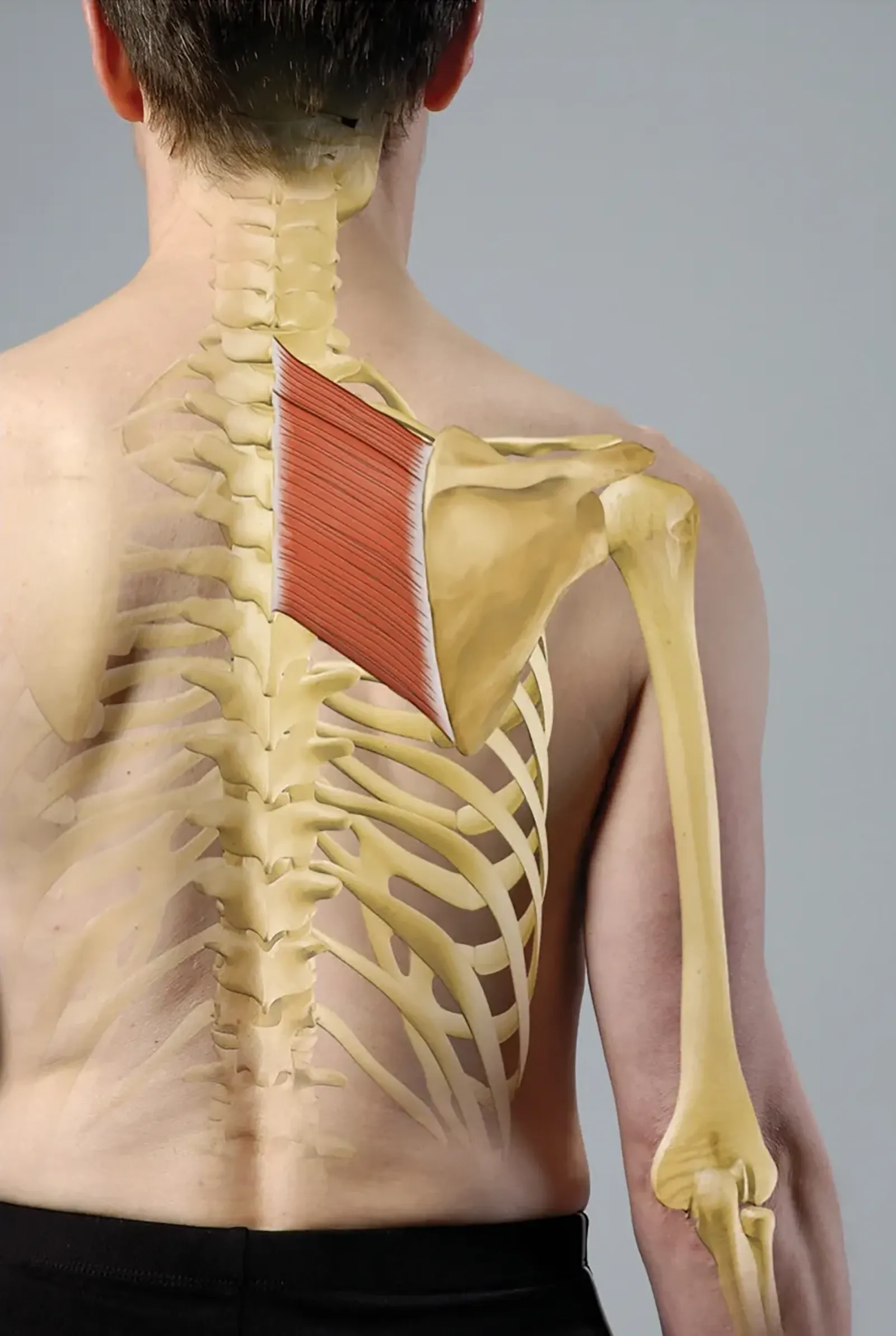 JA_20_FunctionalAnatomy1_Rhomboids_1600