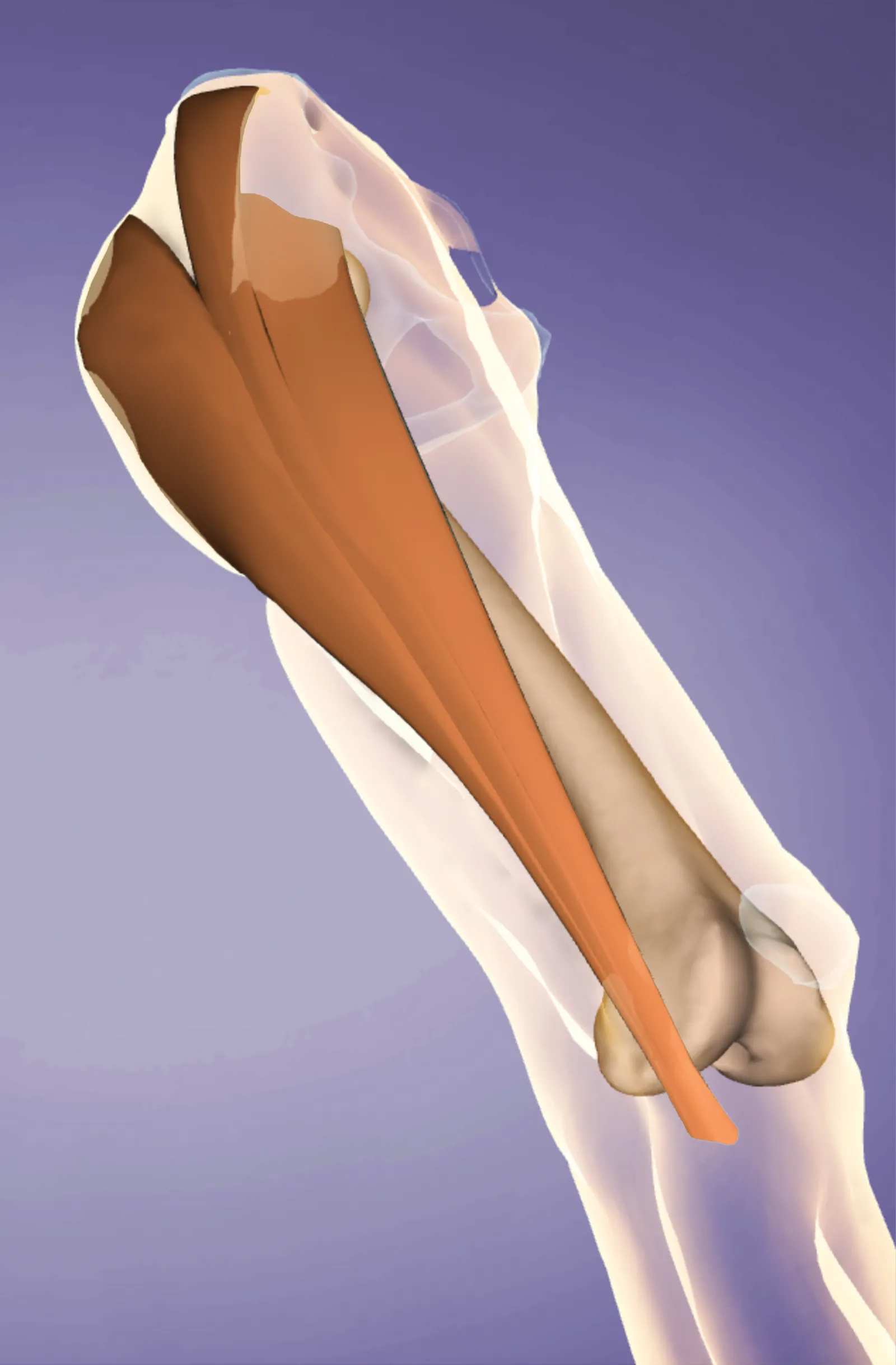 MJ_16_Myofascial1_Main_1600