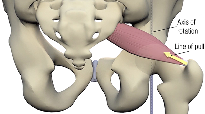 SO19_Stretching the Piriformis3A