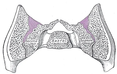ND16_Myofascial3 ND16_Myofascial3