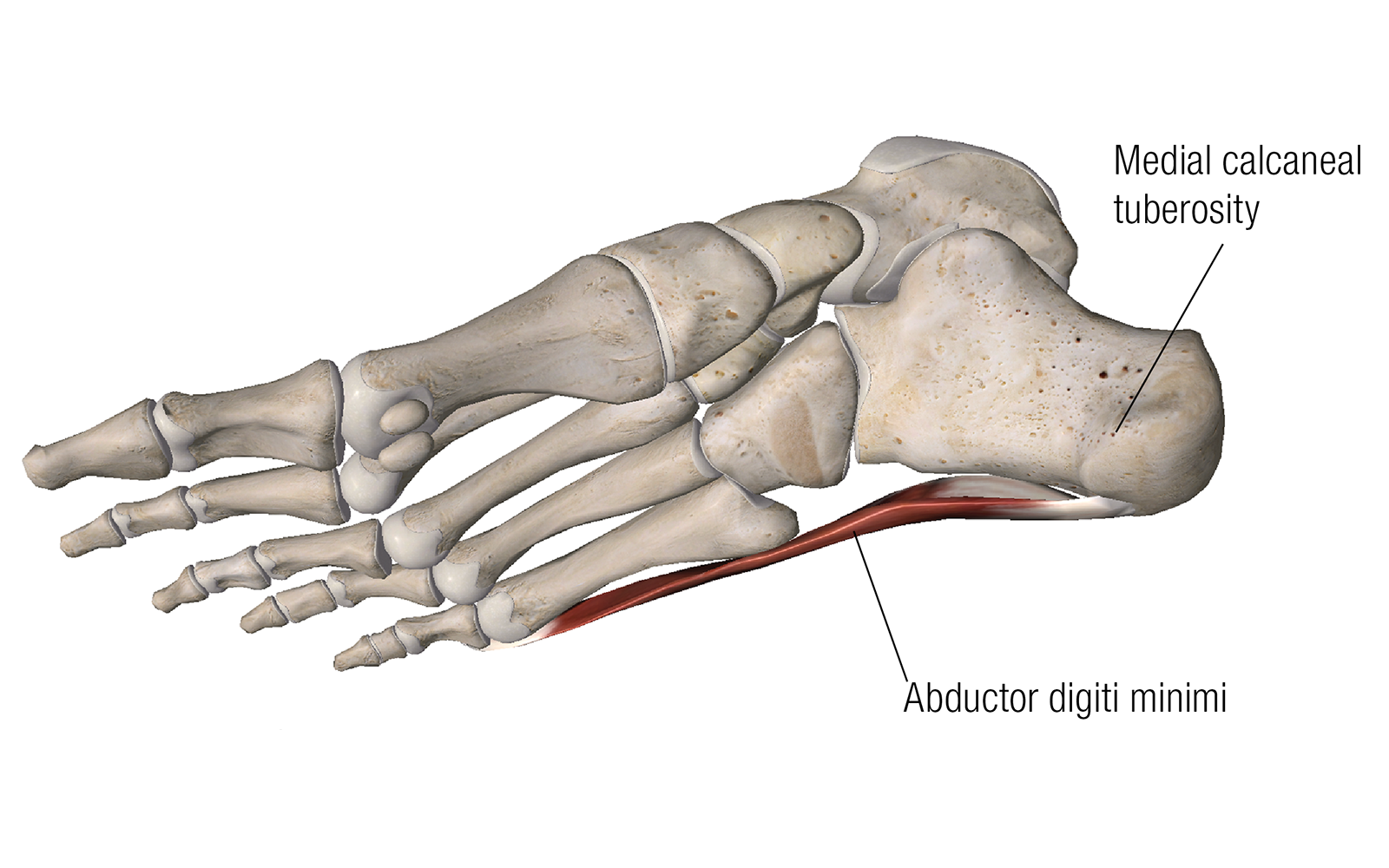 MA_16_ScienceNerves4_1600