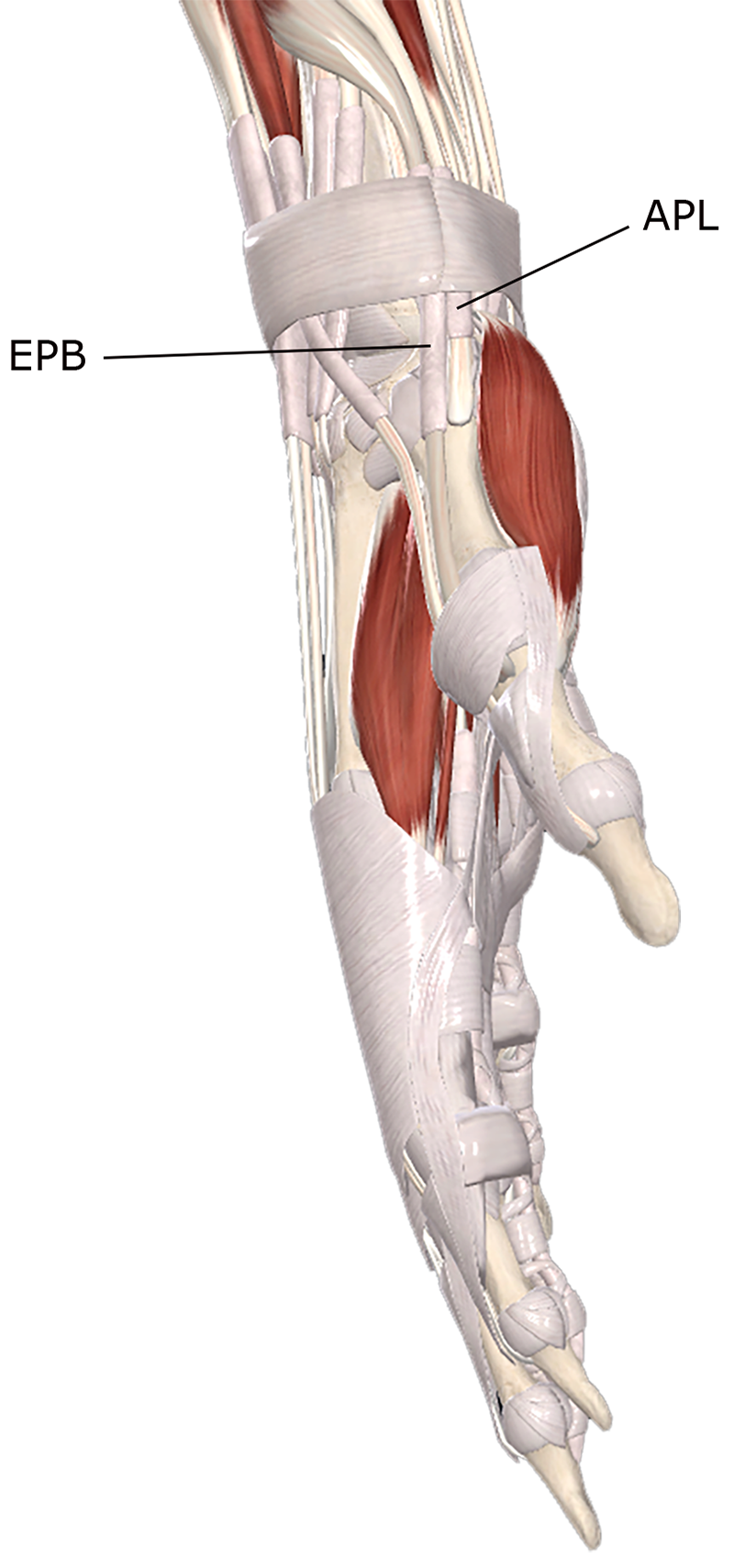 ClinicalExplorations2