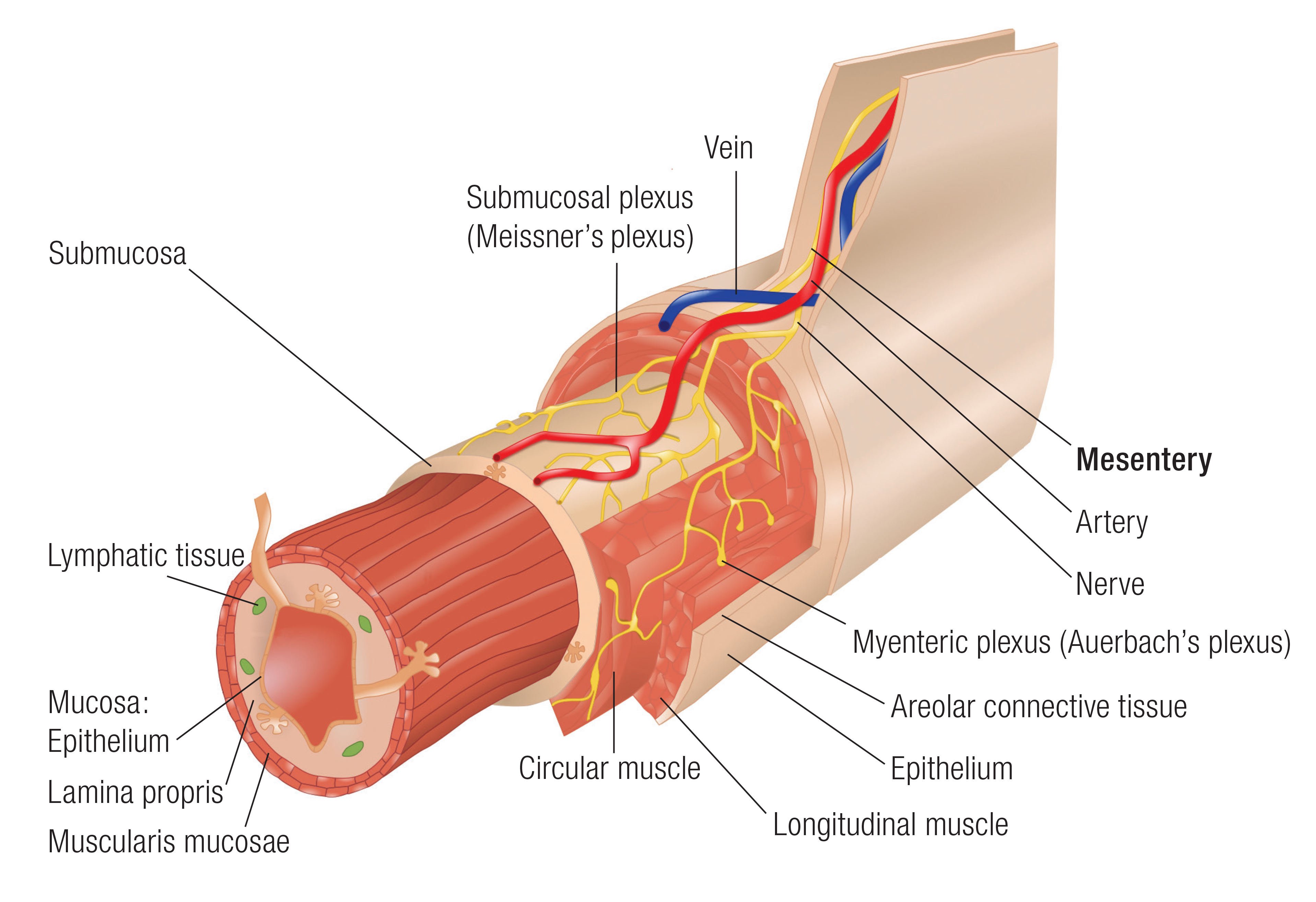 MA_15_Myofascial2_1600