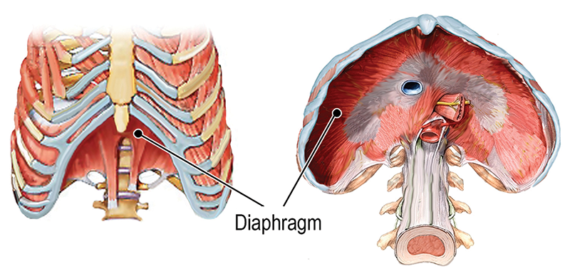 ND20_Techniques for Belly Bloat2