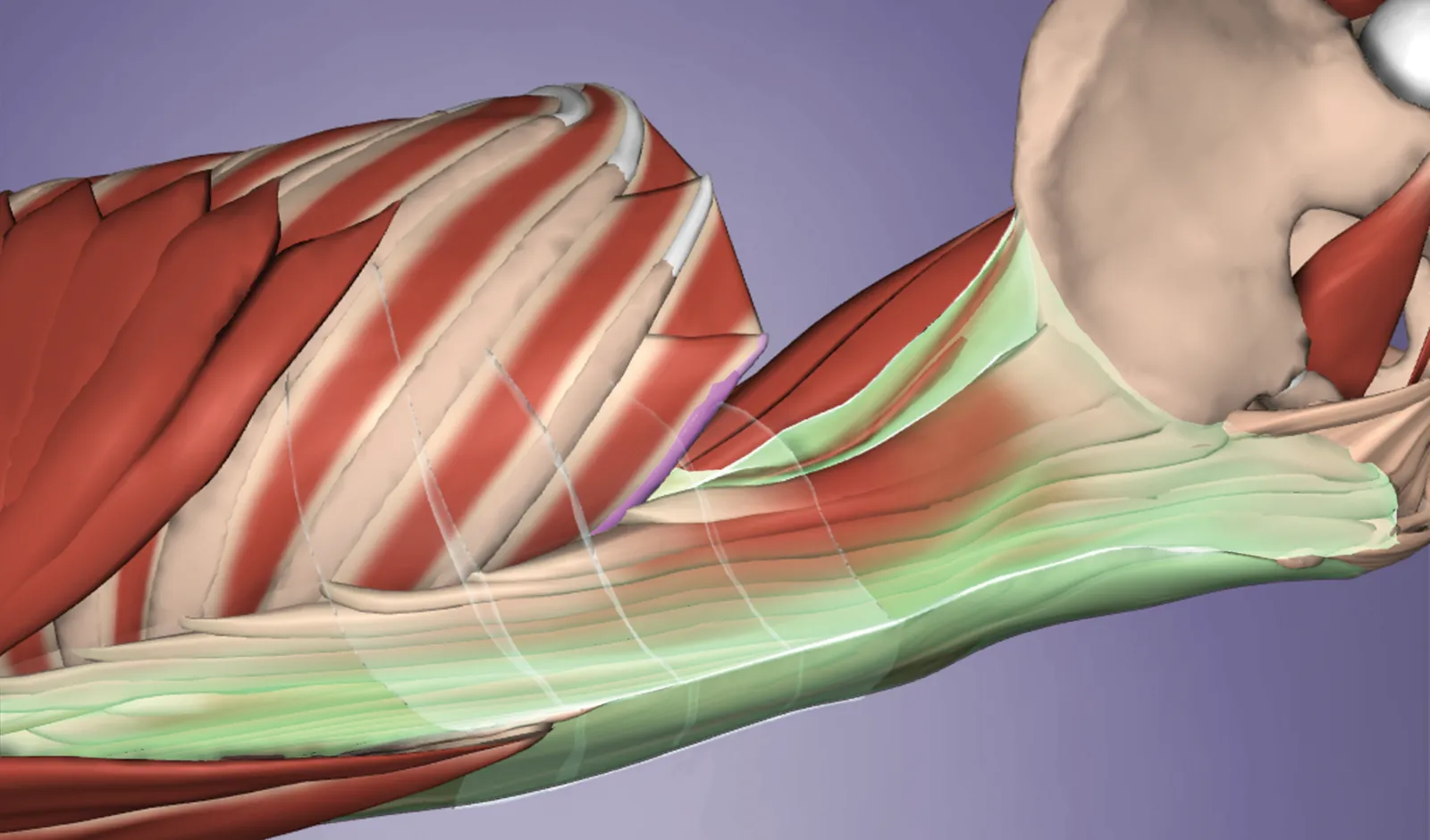 ND_14_Myofascial4_1600 ND_14_Myofascial4_1600