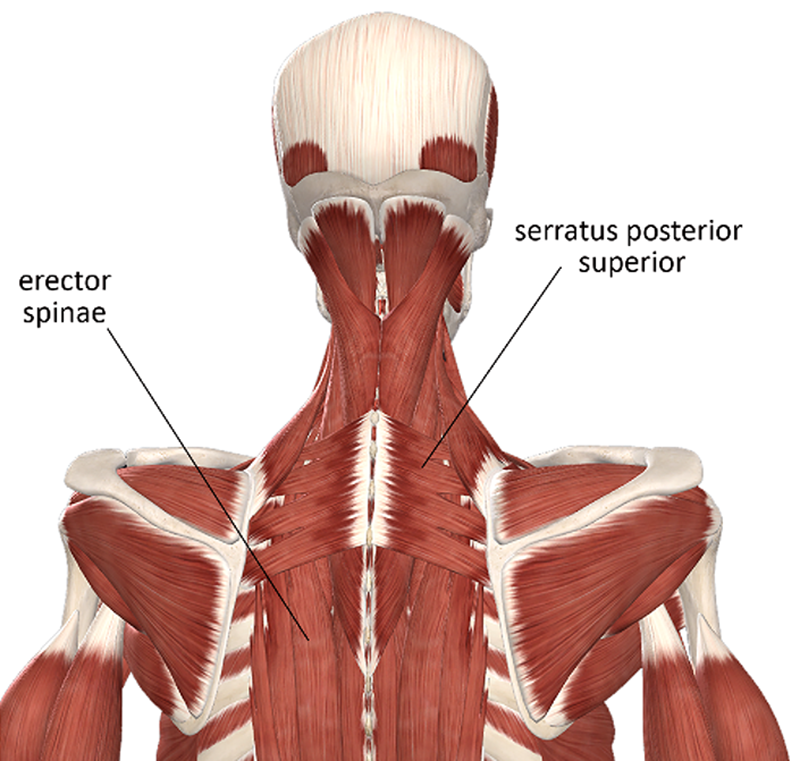 ND20_Managing Upper Back3