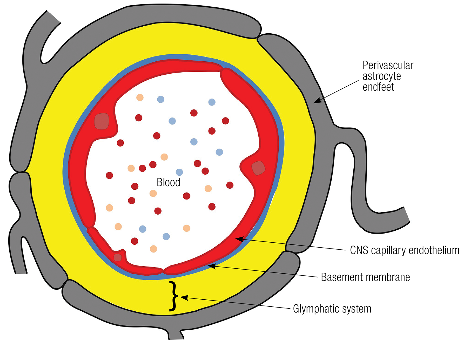 JF_16_LymphBrain3_1600